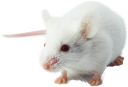 hGLP1R