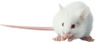 hGIPR