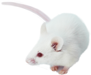 hINHBE